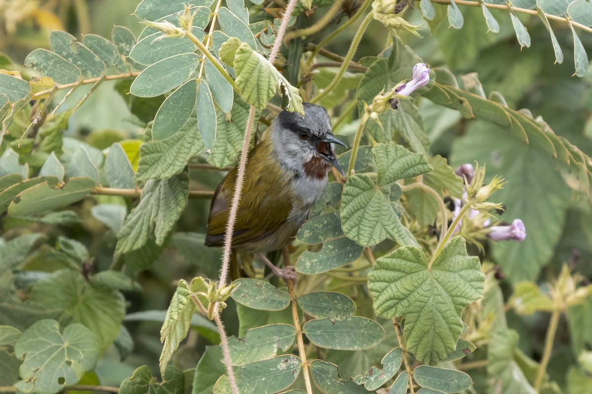 Gray-capped Warbler - Paul Beerman