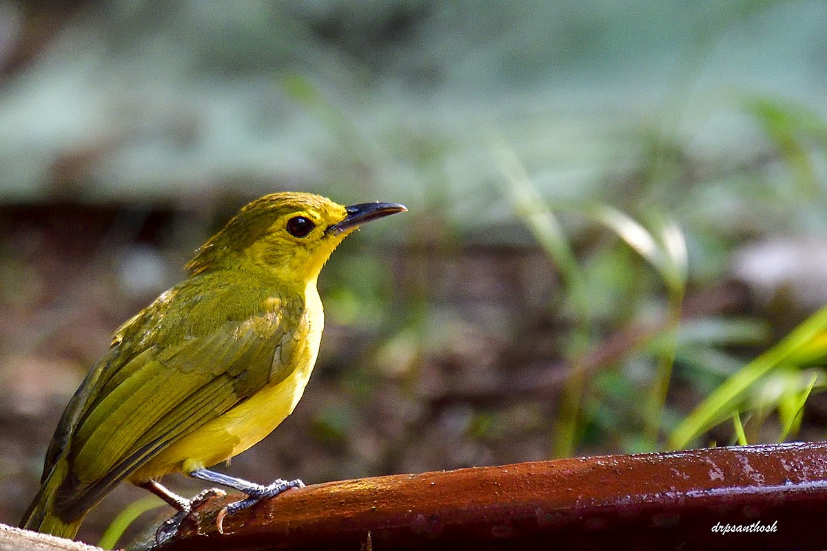 Yellow-browed Bulbul - ML632905517