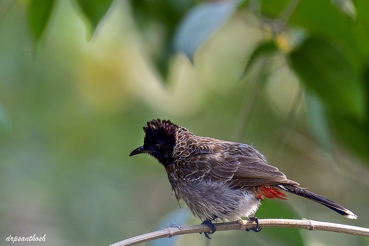 Red-vented Bulbul - ML632905537