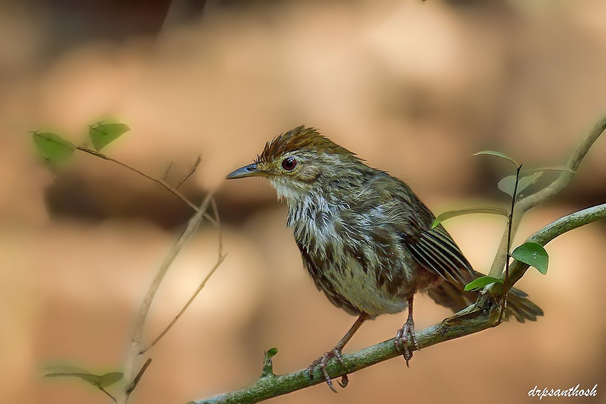 Puff-throated Babbler - ML632905578
