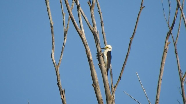 White Woodpecker - ML632905591