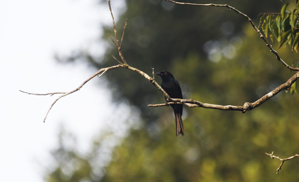 Velvet-mantled Drongo - ML632905627
