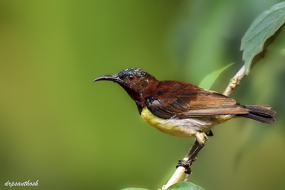 Purple-rumped Sunbird - ML632905635