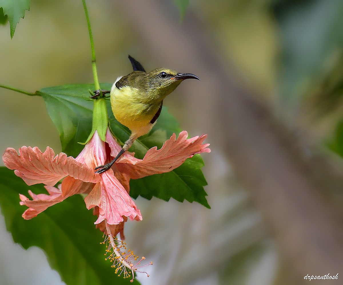 Purple-rumped Sunbird - ML632905636