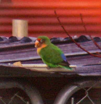 Rosy-faced Lovebird (Domestic type) - ML632905695