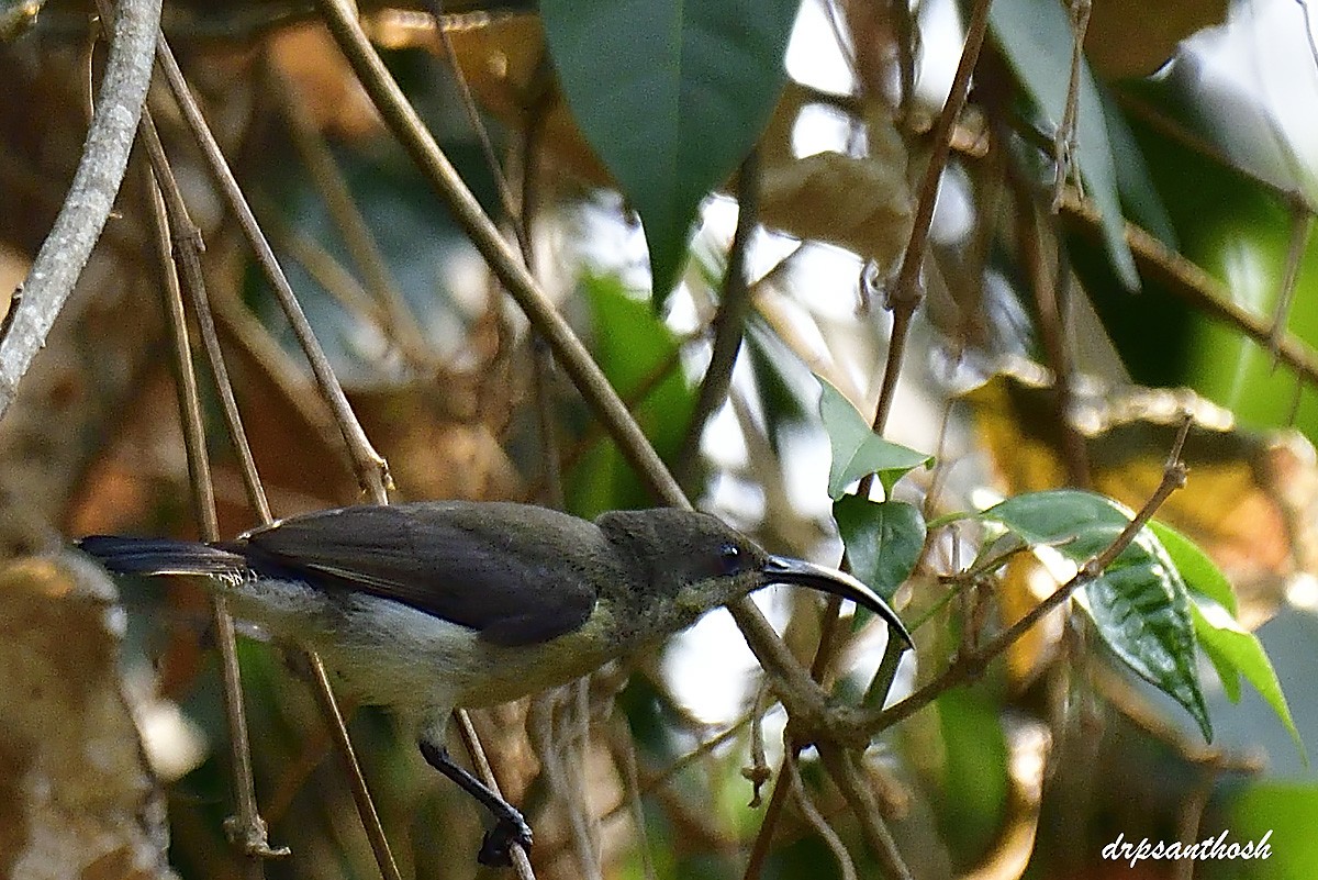 Loten's Sunbird - ML632905699