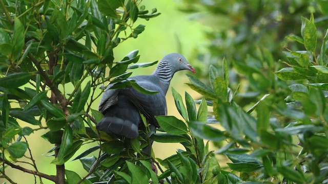 Trocaz Pigeon - ML632905745