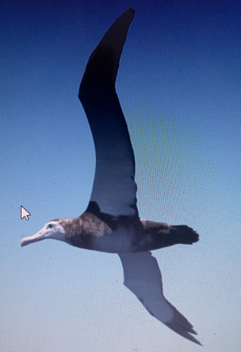 Antipodean Albatross (Gibson's) - ML632905796