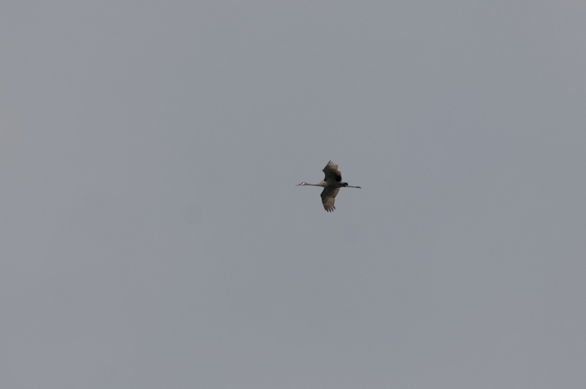 Sandhill Crane - ML632905883