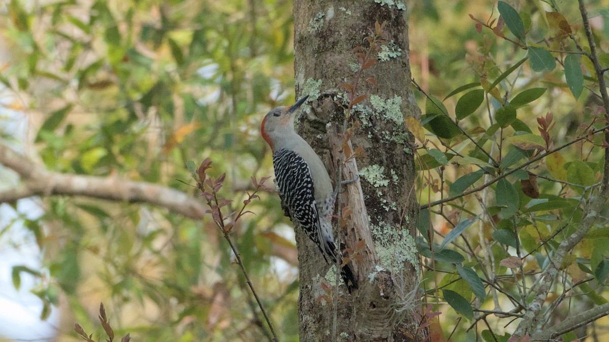 Red-bellied Woodpecker - ML632905921