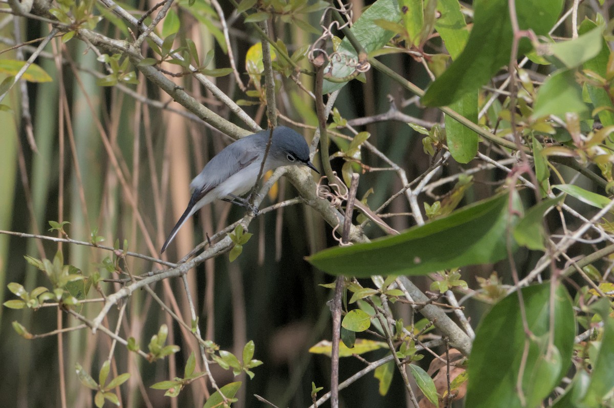 Blue-gray Gnatcatcher - ML632905951