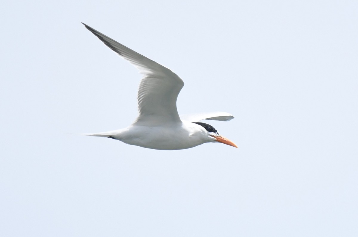 Royal Tern - ML632905995