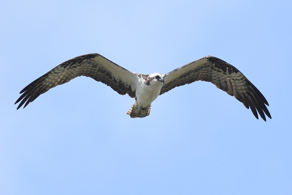 Osprey - ML632906003