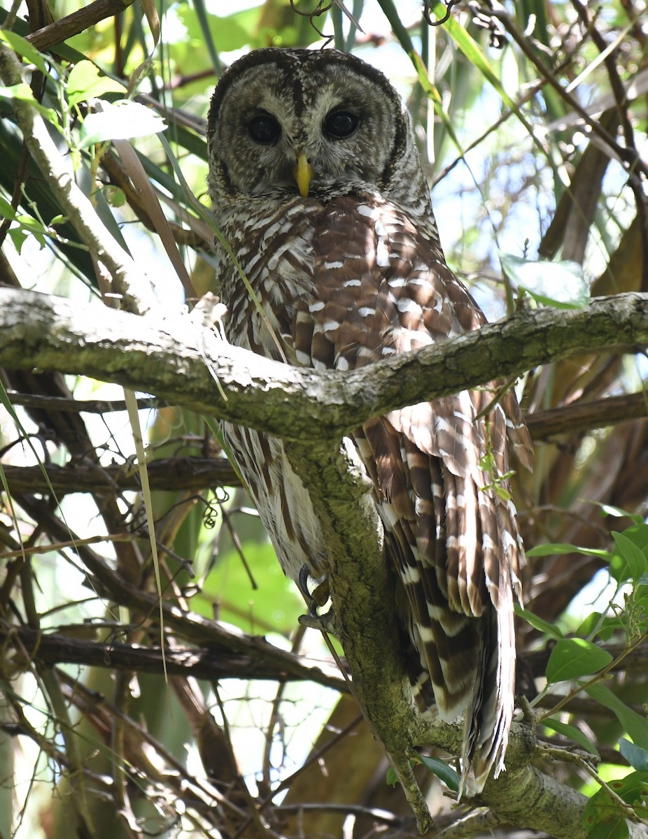 Barred Owl - ML632906010