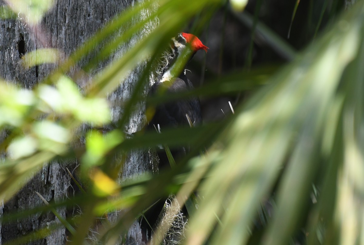 Pileated Woodpecker - ML632906017