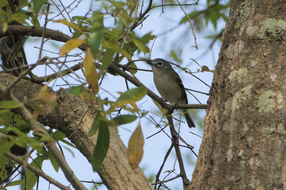 Blue-headed Vireo - ML632906055