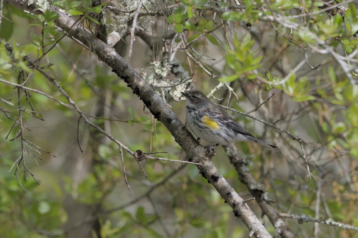 Yellow-rumped Warbler - ML632906066