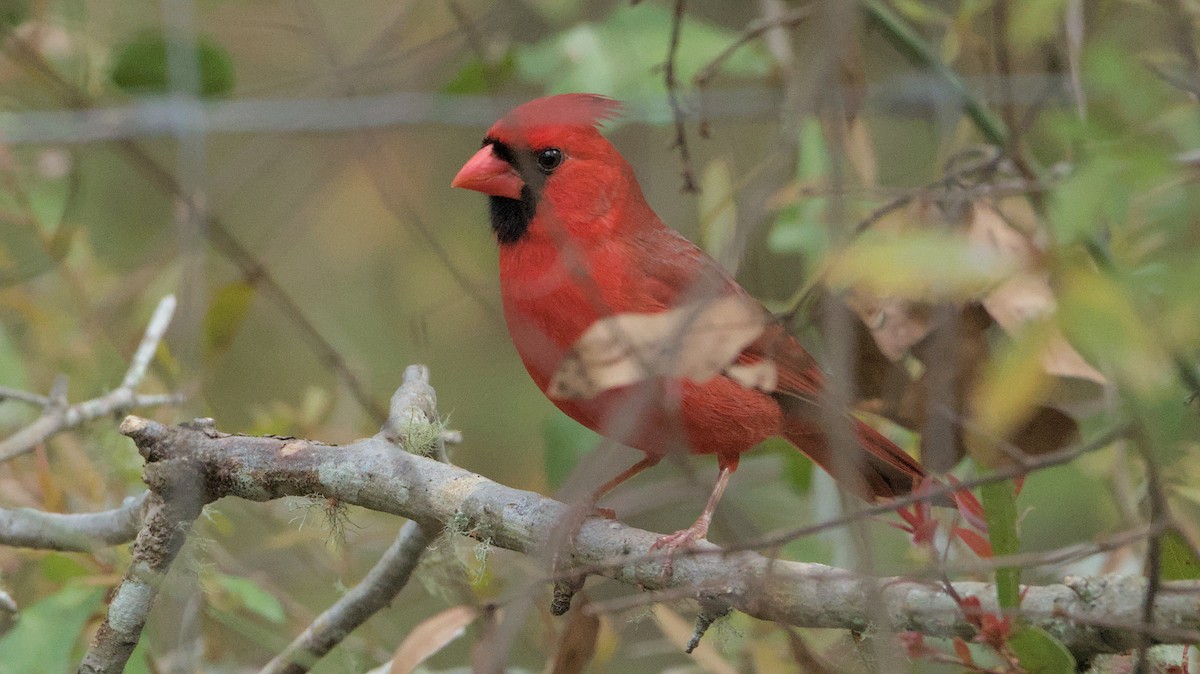 Northern Cardinal - ML632906075