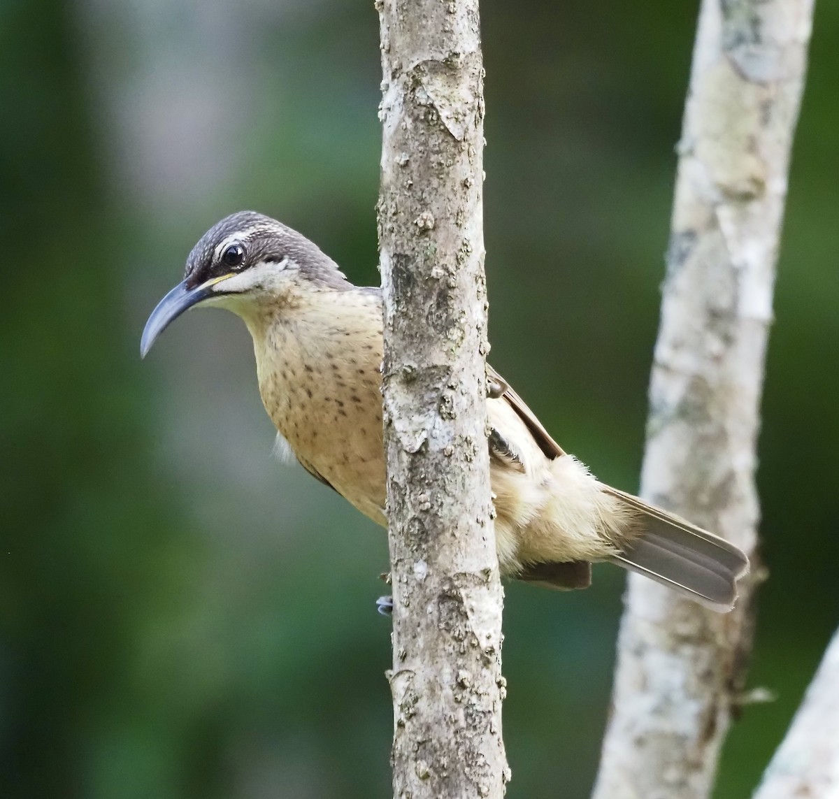 Victoria's Riflebird - ML632906547