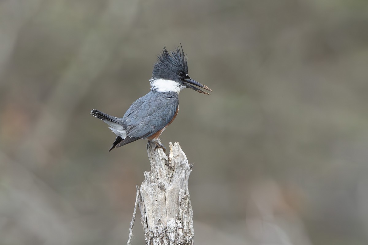 Belted Kingfisher - ML632906648
