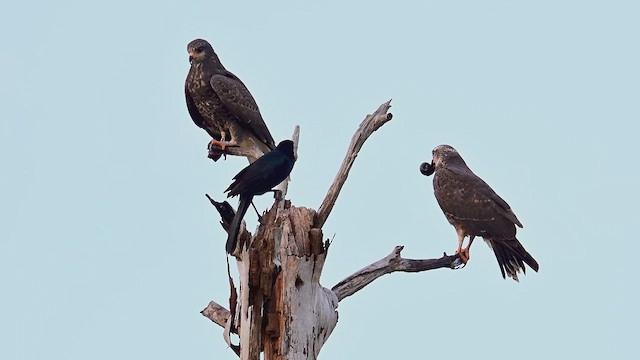 Snail Kite - ML632906833
