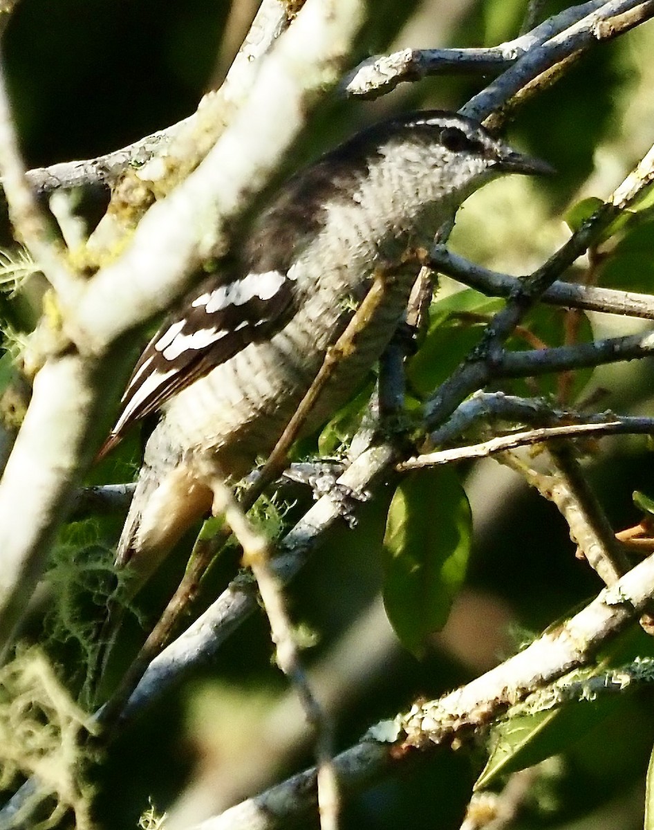 Varied Triller - ML632907022