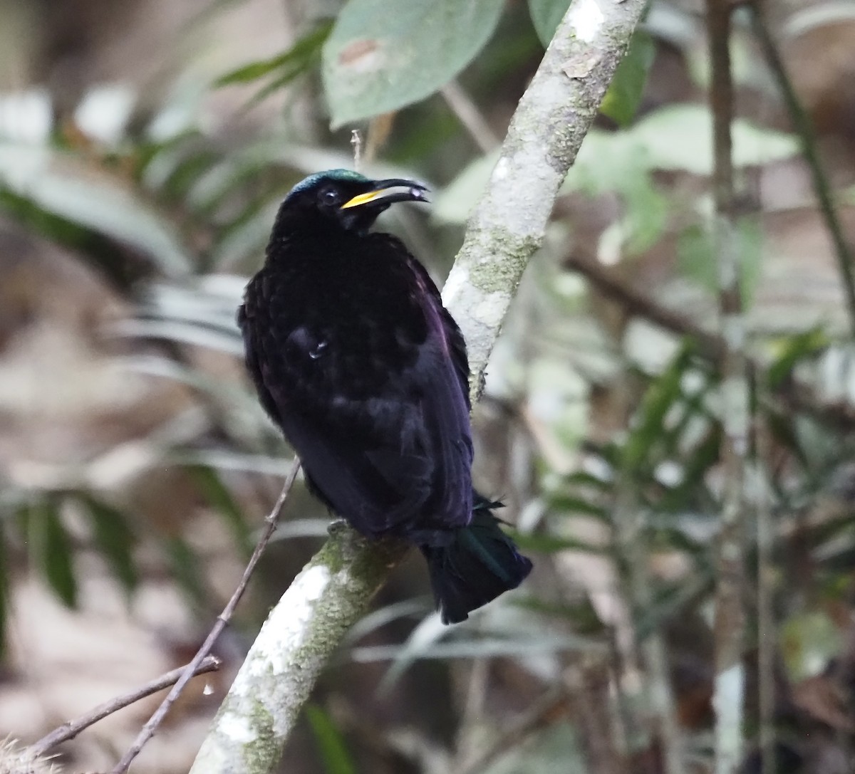 Victoria's Riflebird - ML632907034