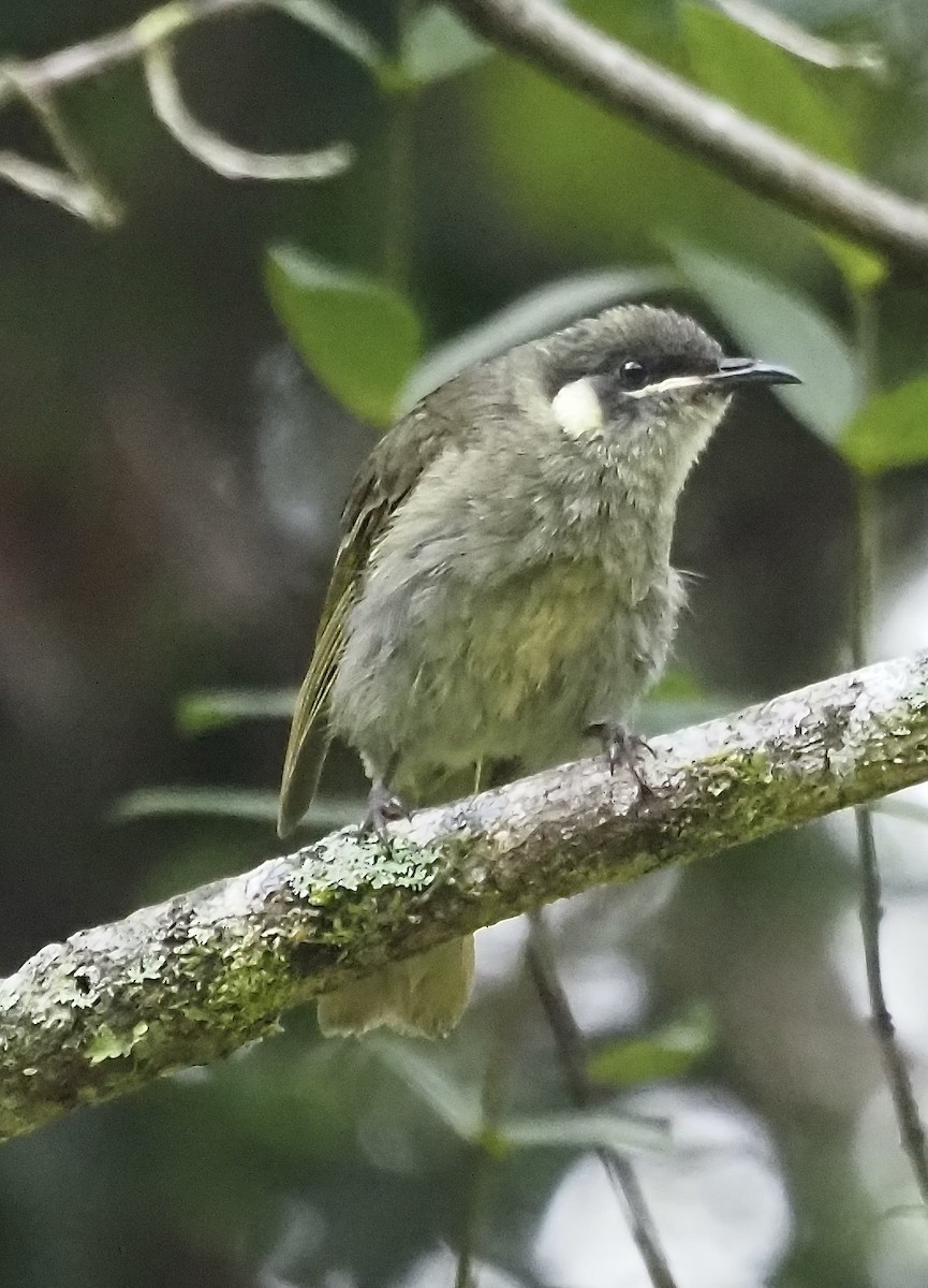 Lewin's Honeyeater - ML632907109