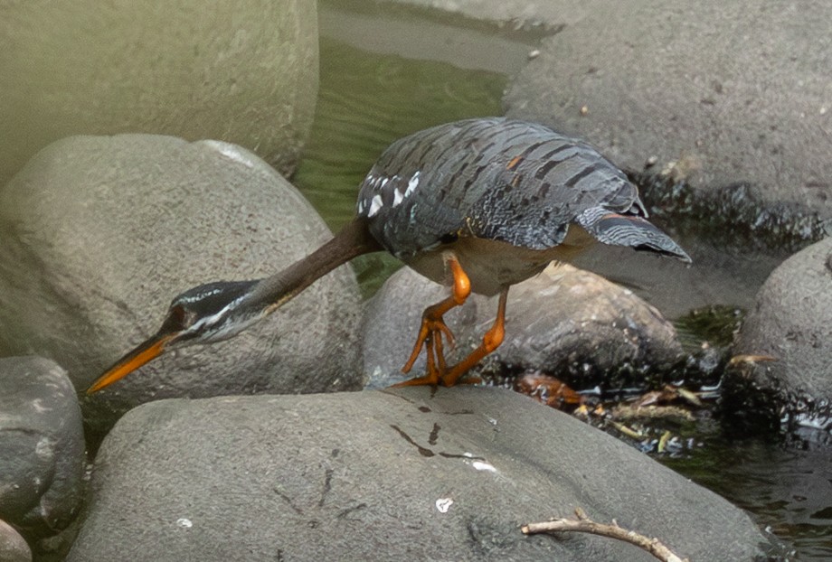 Sunbittern - ML632907135