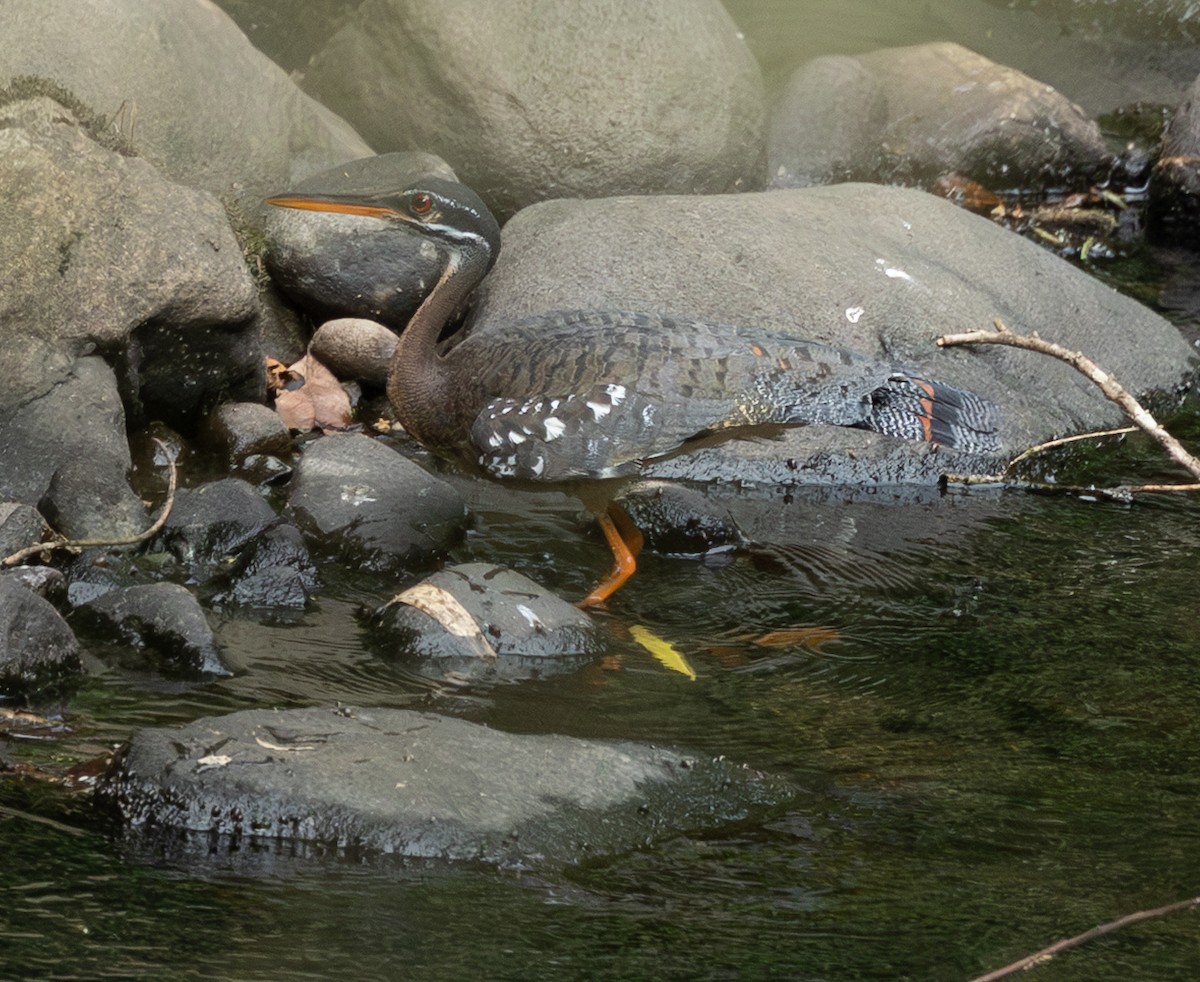 Sunbittern - ML632907136