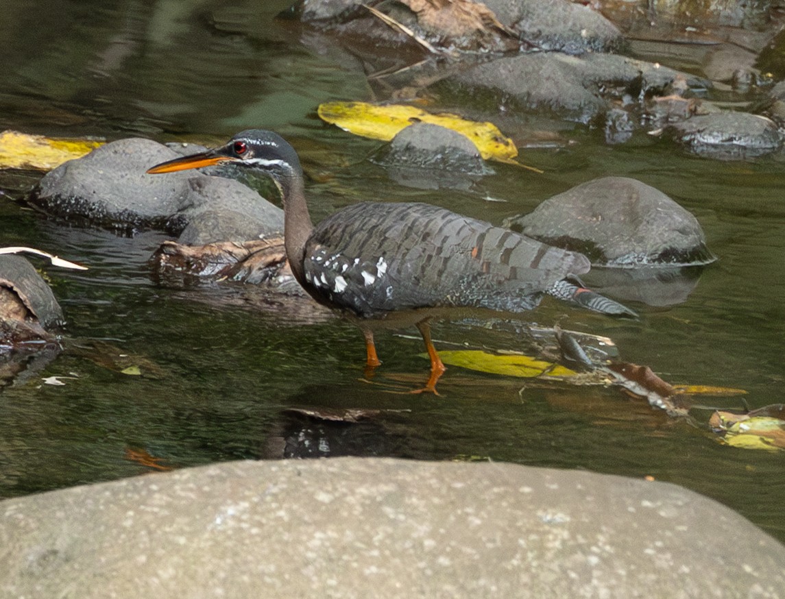 Sunbittern - ML632907137