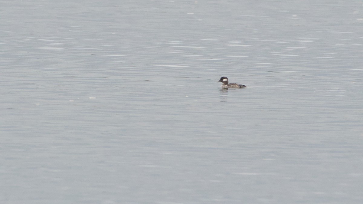Bufflehead - ML632907155
