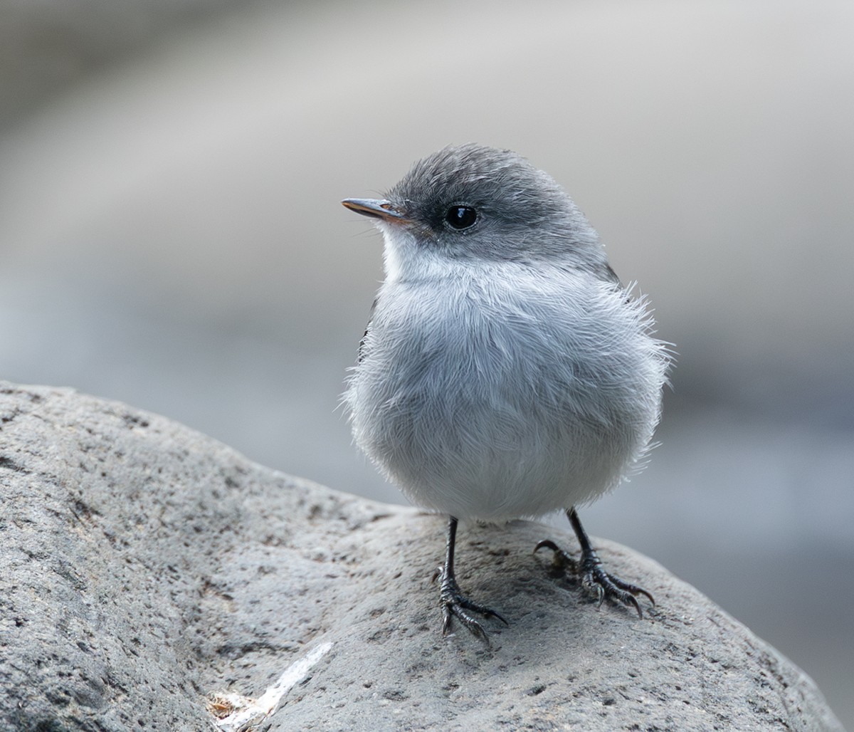 Torrent Tyrannulet - ML632907161