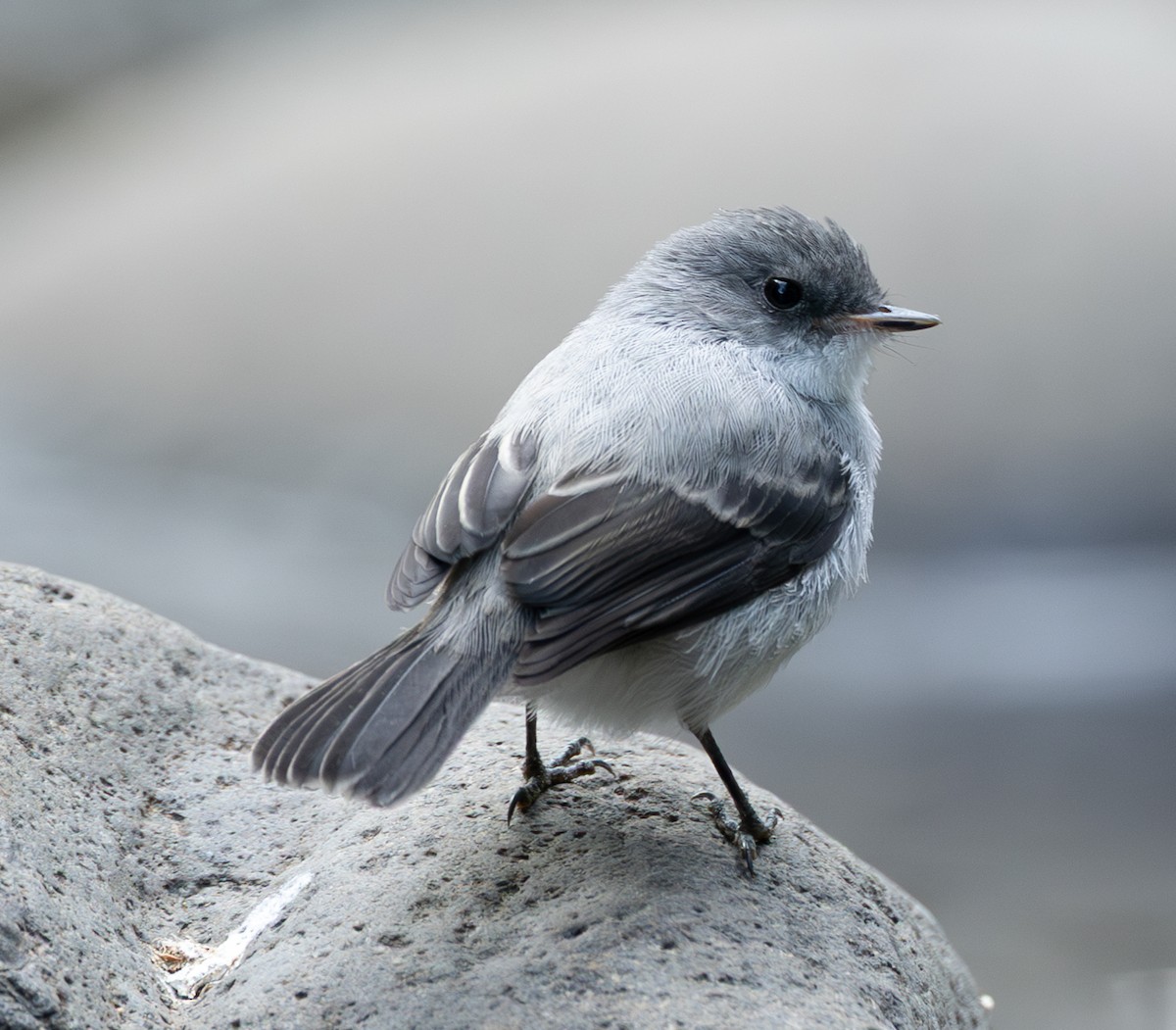 Torrent Tyrannulet - ML632907169