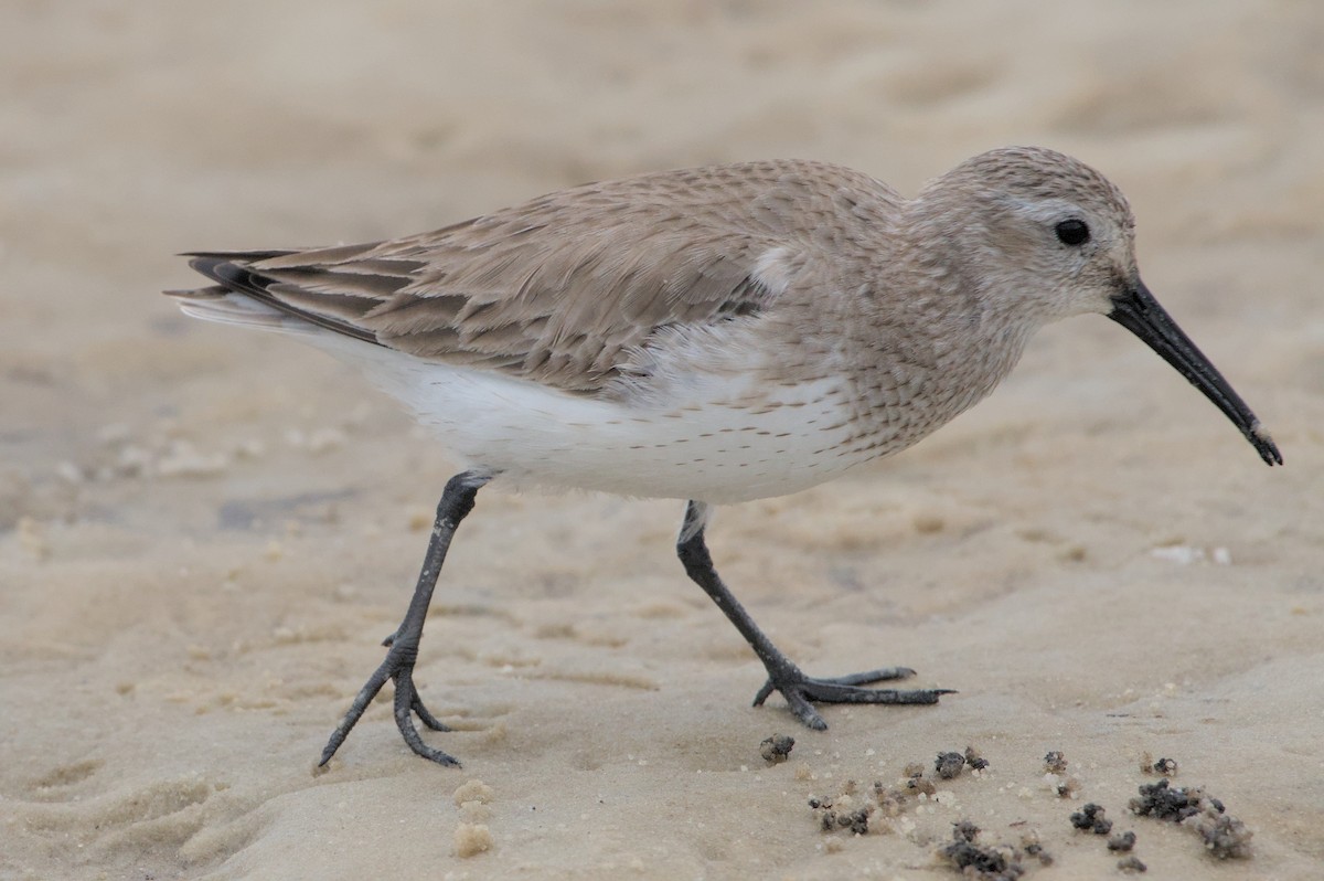 Dunlin - ML632907186