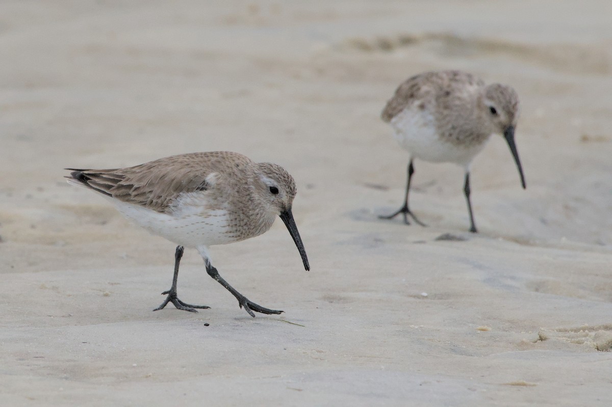 Dunlin - ML632907187