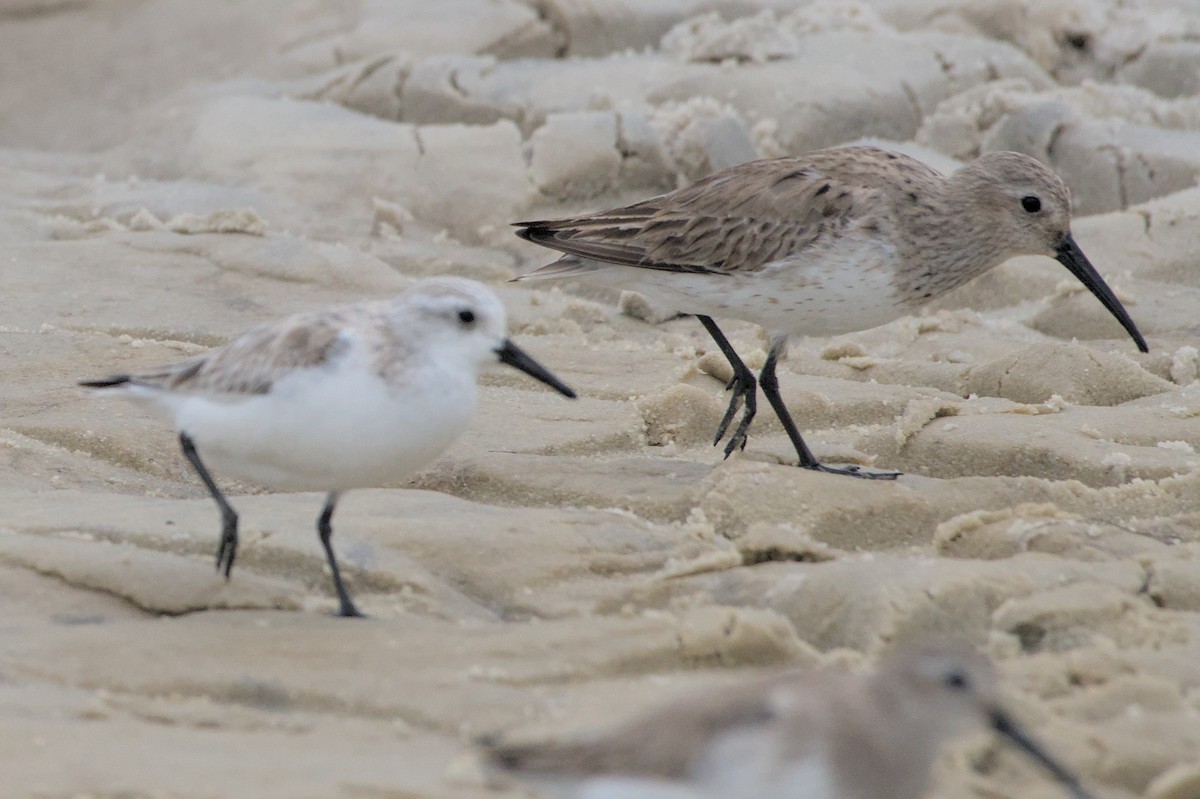 Dunlin - ML632907188