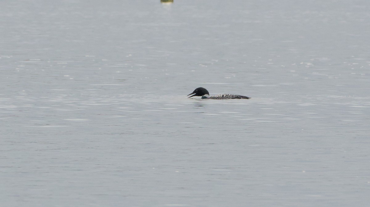 Common Loon - ML632907244