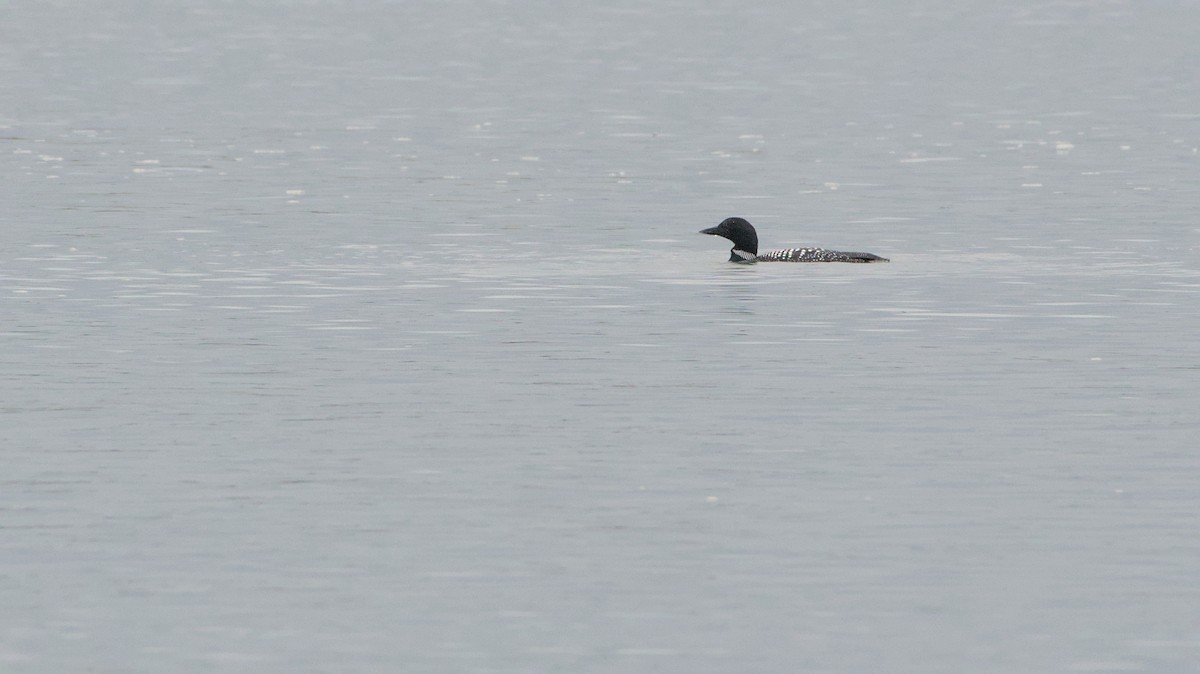 Common Loon - ML632907245