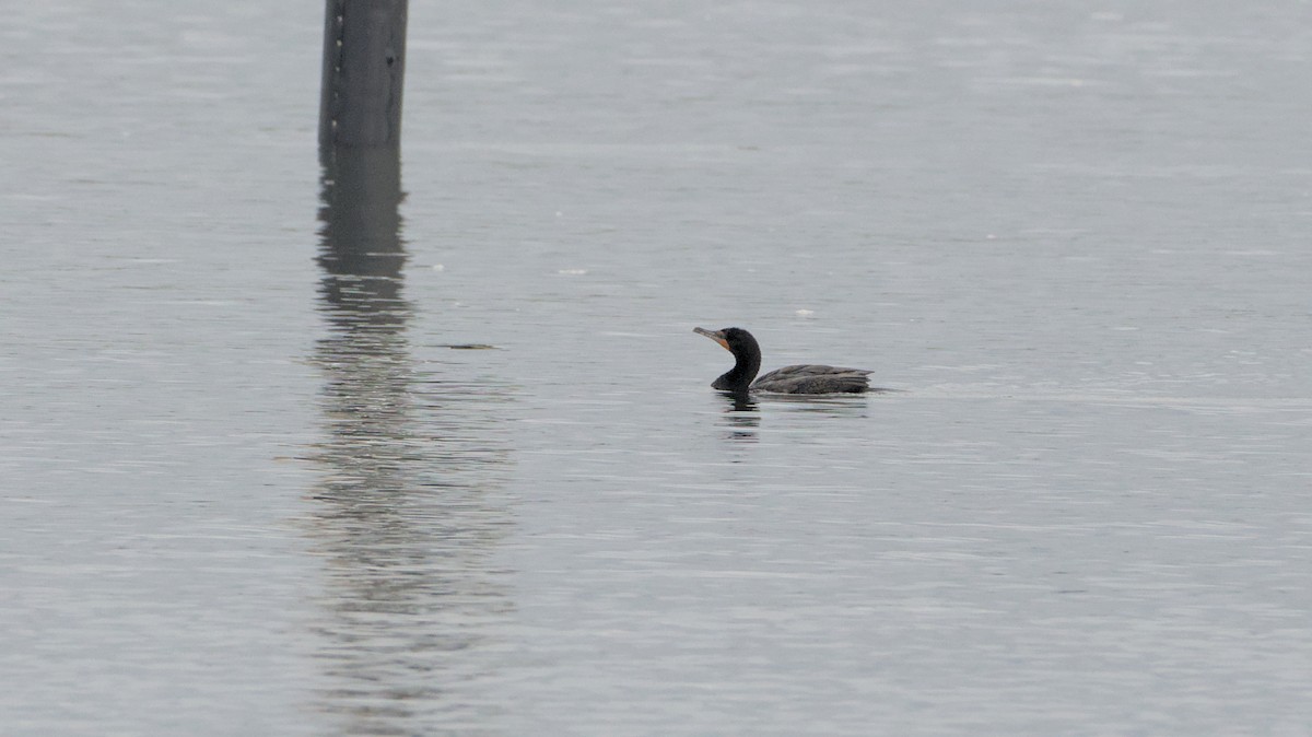 Double-crested Cormorant - ML632907251
