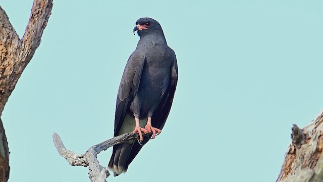Snail Kite - ML632907257