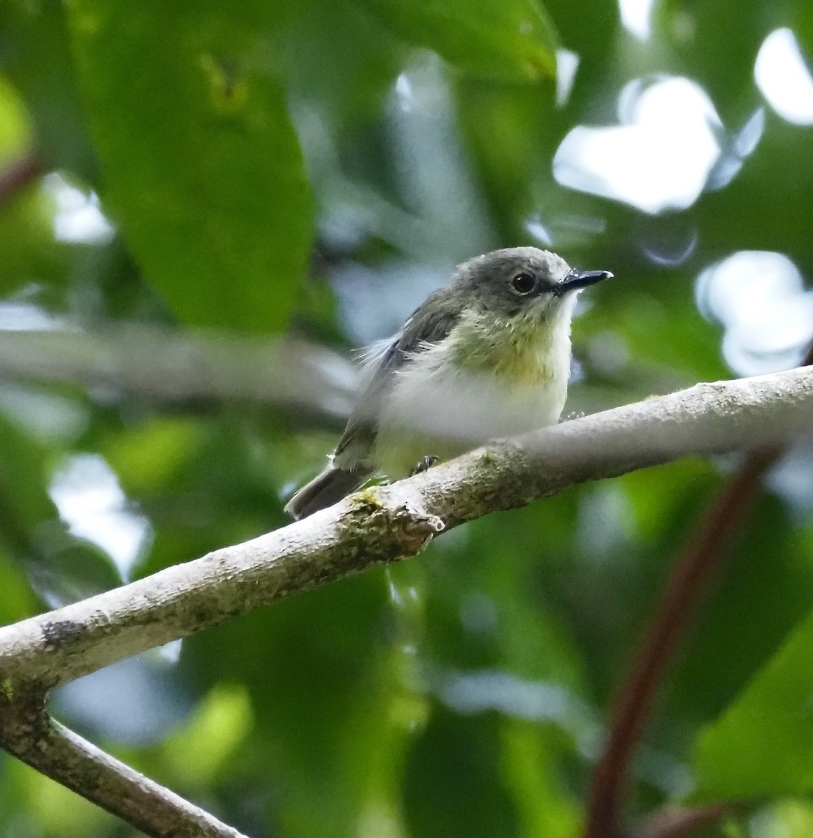 Pale-yellow Robin - ML632907297
