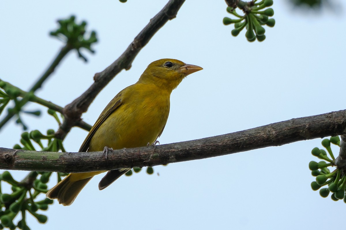 Summer Tanager - ML632907362