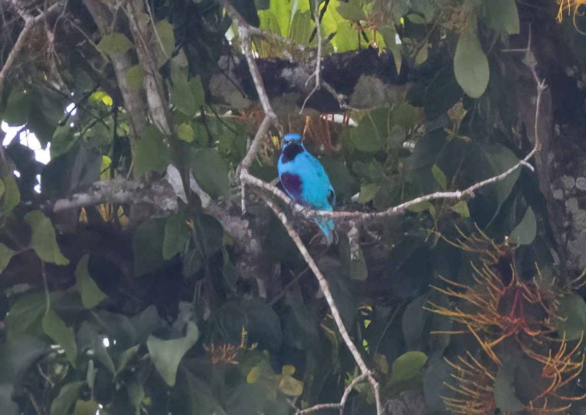 Turquoise Cotinga - ML632907438