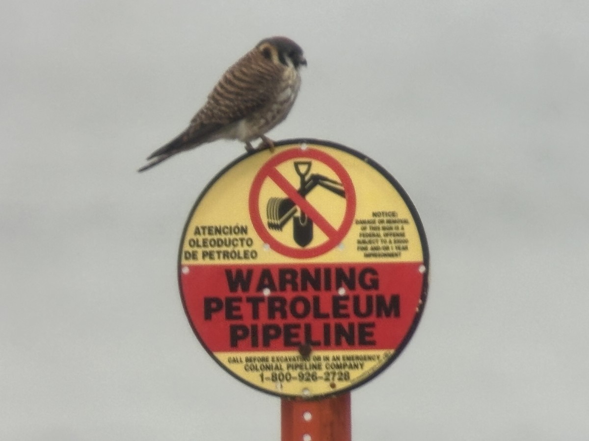 American Kestrel - ML632907468