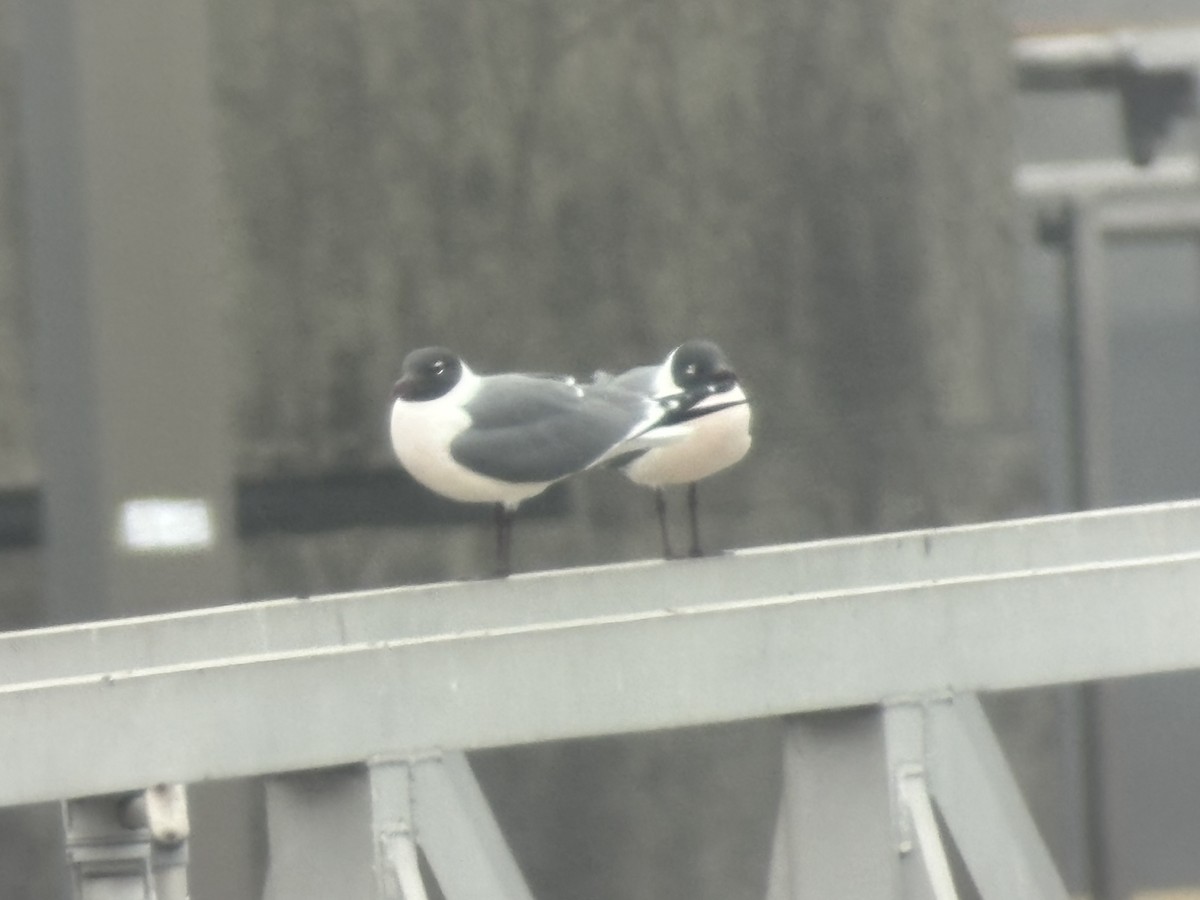 Laughing Gull - ML632907854