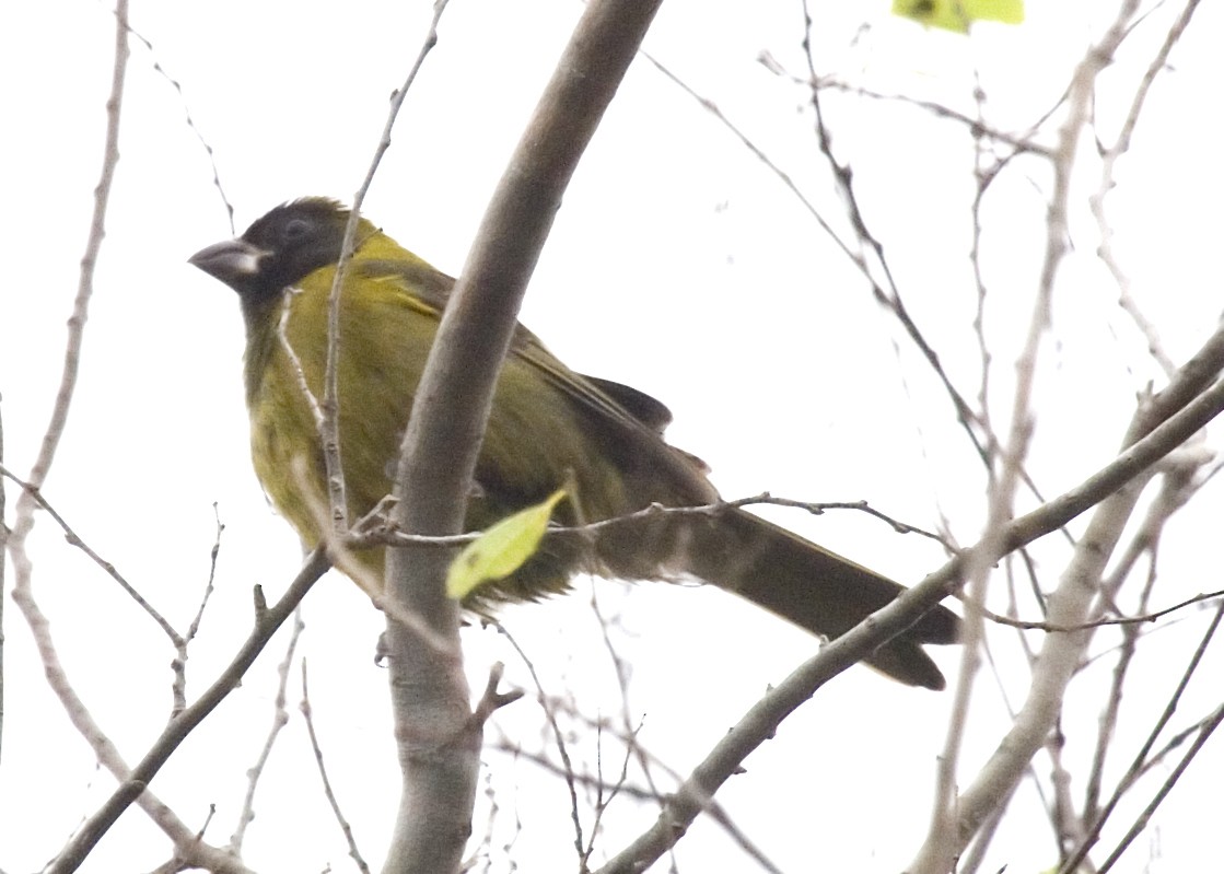 Crimson-collared Grosbeak - ML632907897