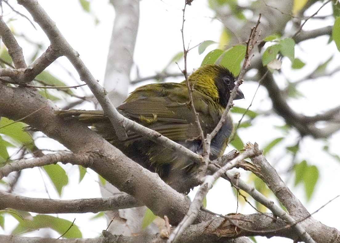 Crimson-collared Grosbeak - ML632907898