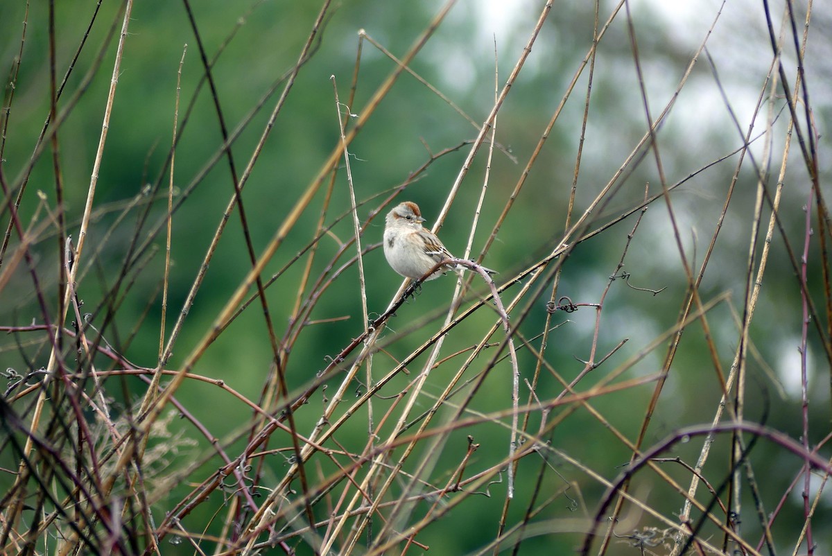 American Tree Sparrow - ML632908234
