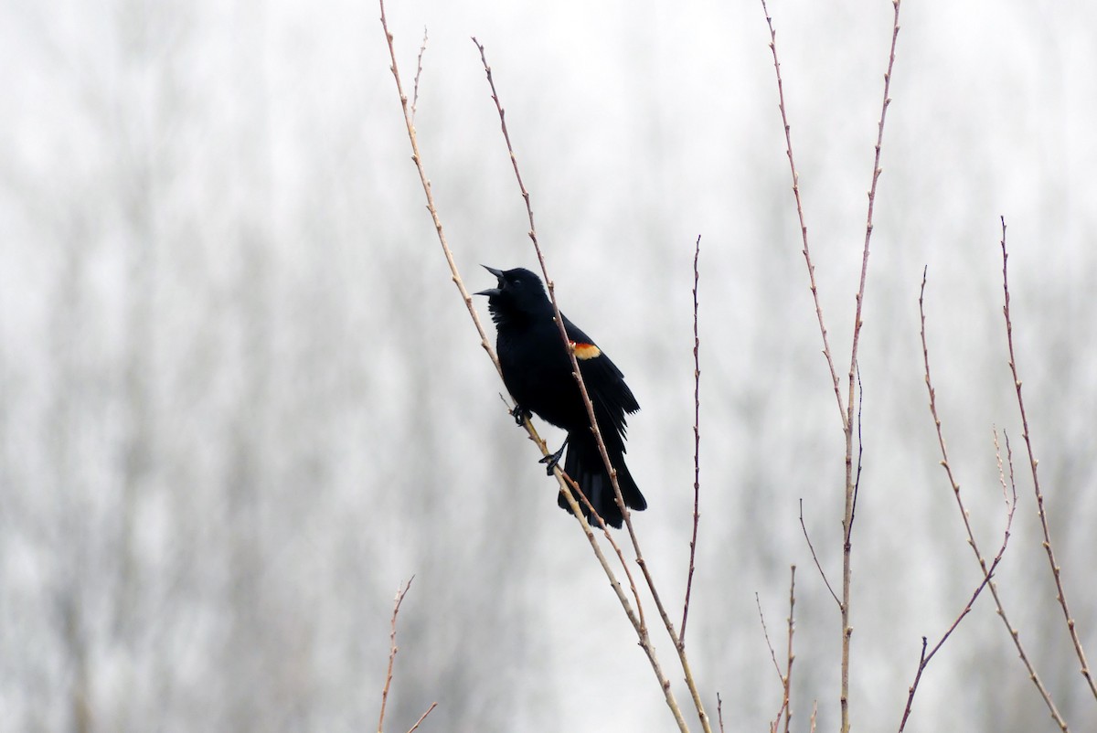 Red-winged Blackbird - ML632908240